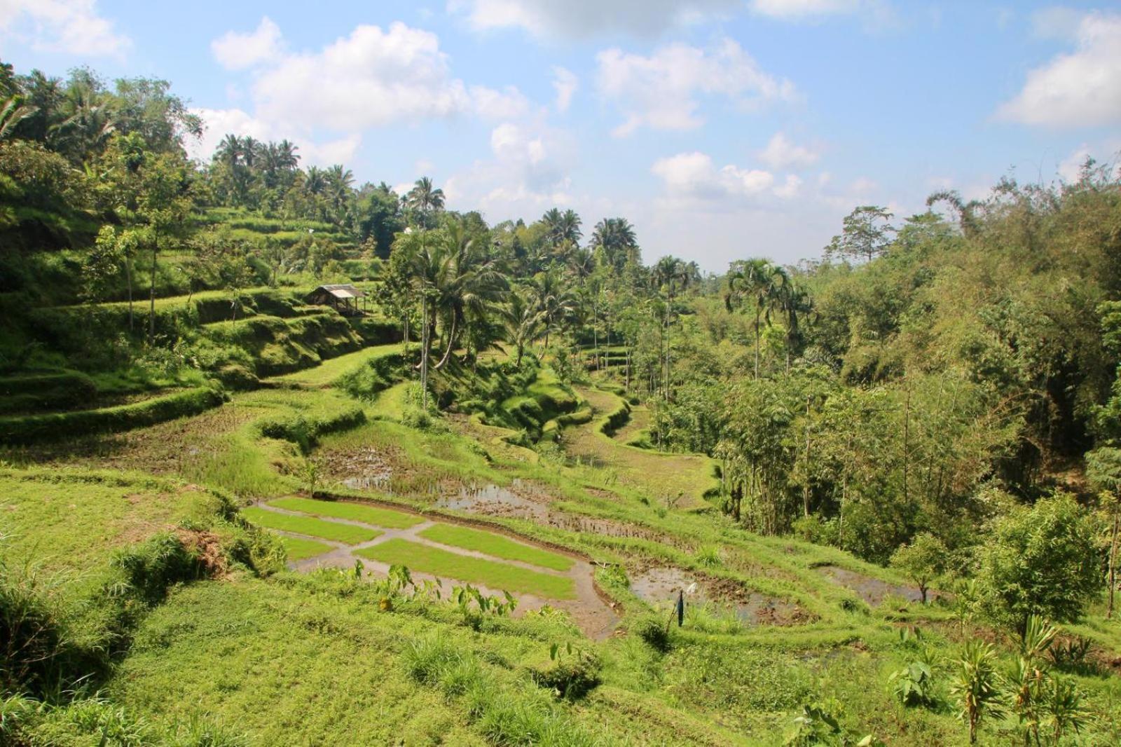 Ariel Bungalow Tetebatu Exterior foto